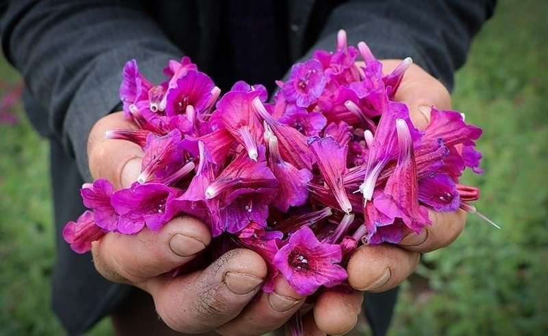 صادرات گل گاوزبان